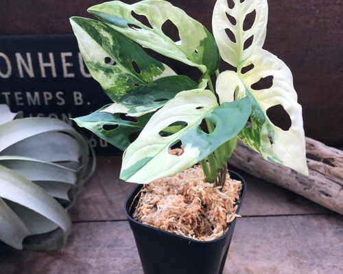 マドカズラ斑入り Monstera adansonii variegata マドカズラ大型タイプ斑入りadansonii giant variegata