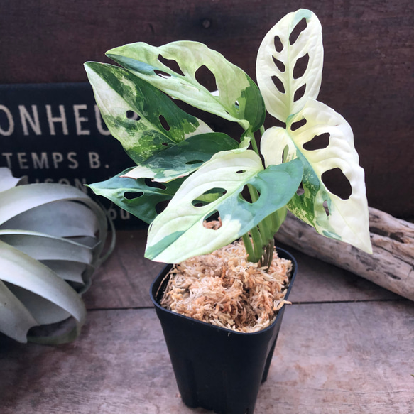 斑入りマドカズラ 希少 観葉植物Monstera Adansonii 'Variegata 斑入りマドカズラ 希少 観葉植物Monstera Adansonii 'Variegata