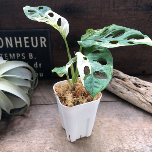 マドカズラ斑入り Monstera adansonii variegata Monstera adansonii 'Mint variegated' / モンステラ アダン