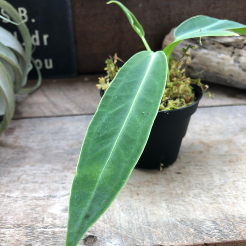 アンスリウム ワロクアーナム 「Anthurium warocqueanum 」 アート