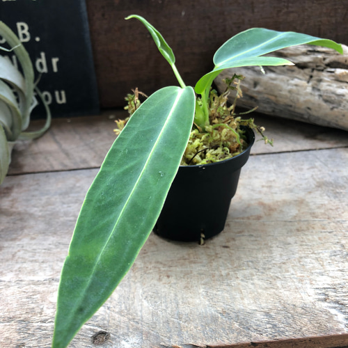 アンスリウム ワロクアーナム 「Anthurium warocqueanum