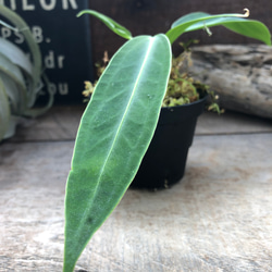 アンスリウム ワロクアーナム 「Anthurium warocqueanum