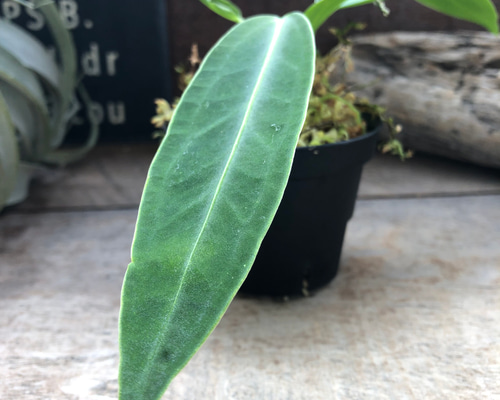 アンスリウム ワロクアーナム 「Anthurium warocqueanum アンスリウム ワロクアーナム 「Anthurium warocqueanum