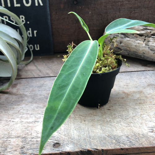 アンスリウム ワロクアーナム 「Anthurium warocqueanum 」 アート 