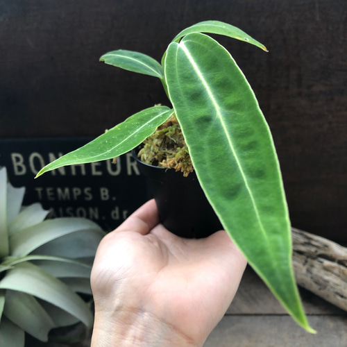 アンスリウム ワロクアーナム 「Anthurium warocqueanum 」 アート 