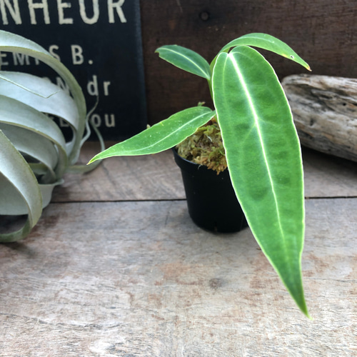 アンスリウム ワロクアーナム 「Anthurium warocqueanum アンスリウム ワロクアーナム 「Anthurium warocqueanum