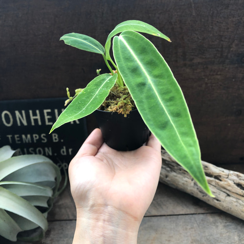 Anthurium warocqueanum アンスリウム　ワロクアーナム 楽天市場】アンスリウム ワロクアーナム 「Anthurium