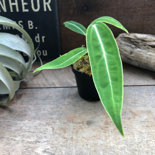 ◎＿◎；）☆Anthurium warocqueanum narrow leaf form