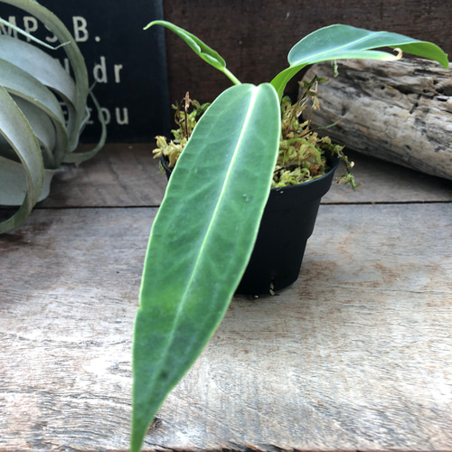 Anthurium warocqueanum アンスリウム ワロクアーナム｜フラワー