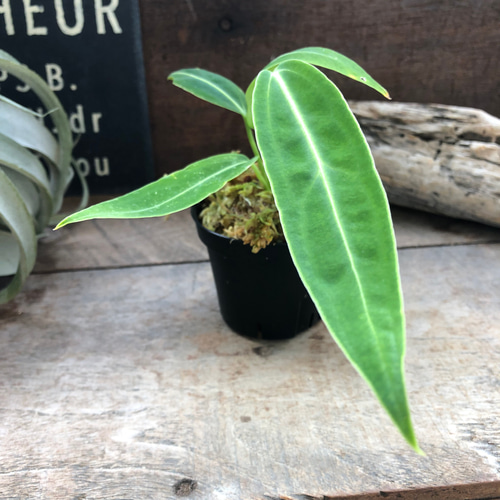 アンスリウム ワロクアーナム / Anthurium Warocqueanum⑥ アンスリウム ワロクアーナム/Anthurium warocqueanum