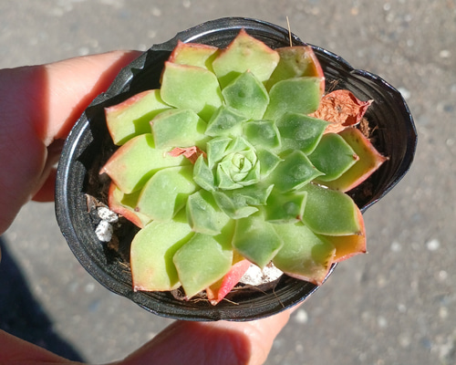 多肉植物(韓国苗) エケベリア ベルバラロンギシマドロップス❣️ 多肉