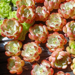 レア‼️ 多肉植物(韓国苗) エケベリア マグパイブリッジ❣️ 3苗セット