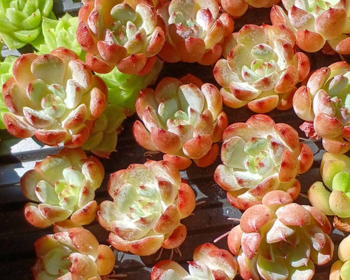 52c5c9059dad0da15e2c050f7a333a