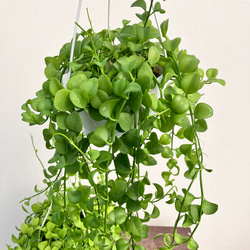 アップルグリーン＊ディスキディア＊吊り鉢＊観葉植物＊ アート