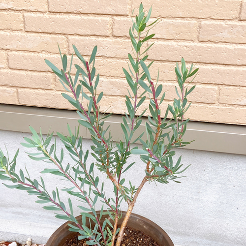 リューカデンドロン その他インテリア雑貨 M plants 通販 リューカデンドロン その他インテリア雑貨 M plants 通販