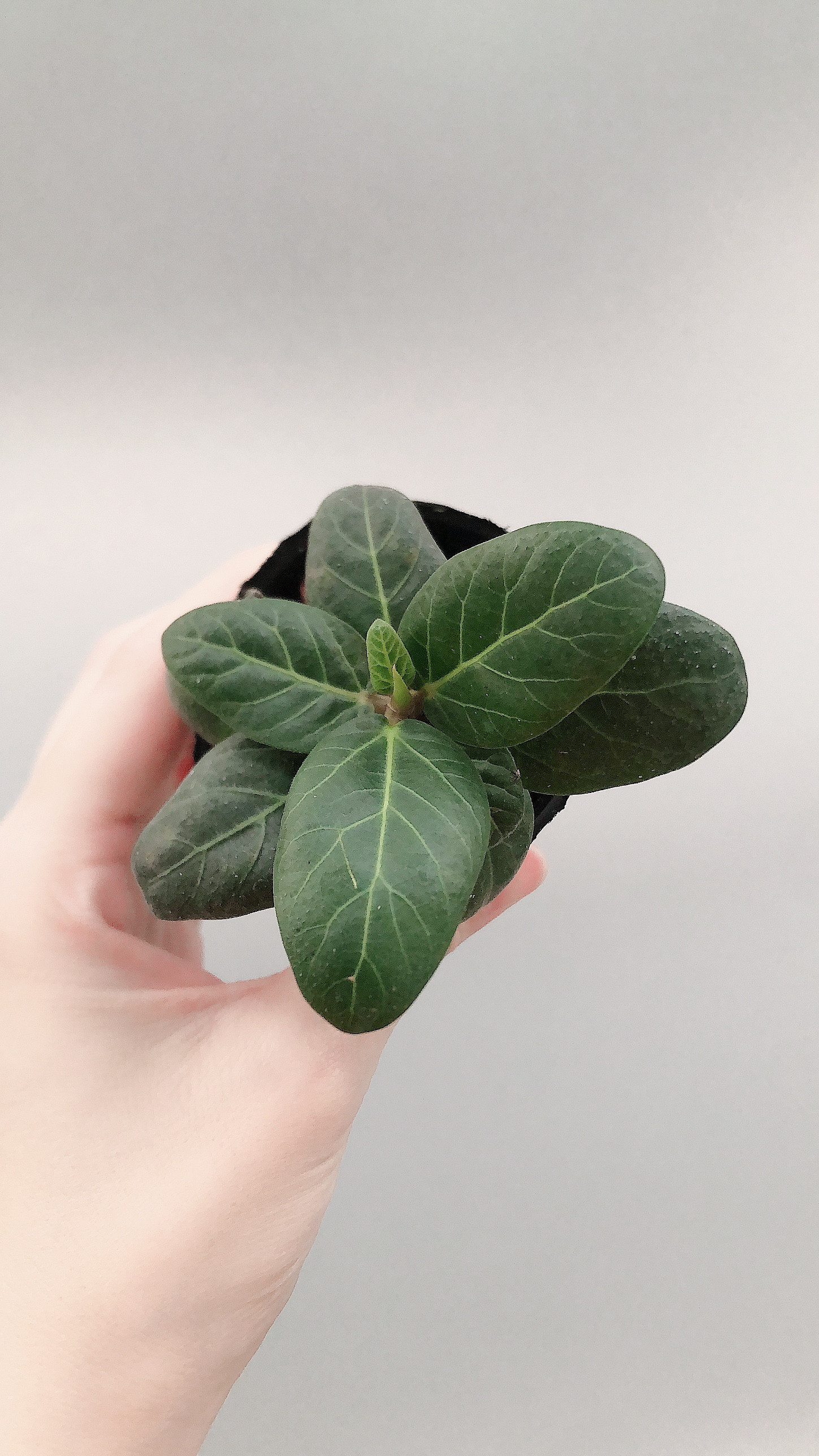 よっこさま専用割引 フィカス ベンガレンシス 極上 観葉植物 本物 【現品】 ☆くねくね樹形☆ 唯一無二 フィカス