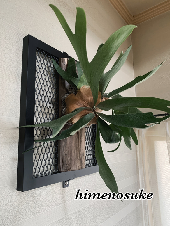 ☆送料込み☆ビカクシダフレーム 即購入OK コウモリラン ウィリンキー