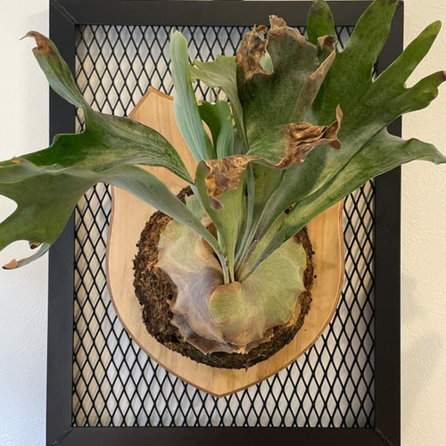 ☆送料込み☆ビカクシダフレーム 即購入OK コウモリラン ウィリンキー