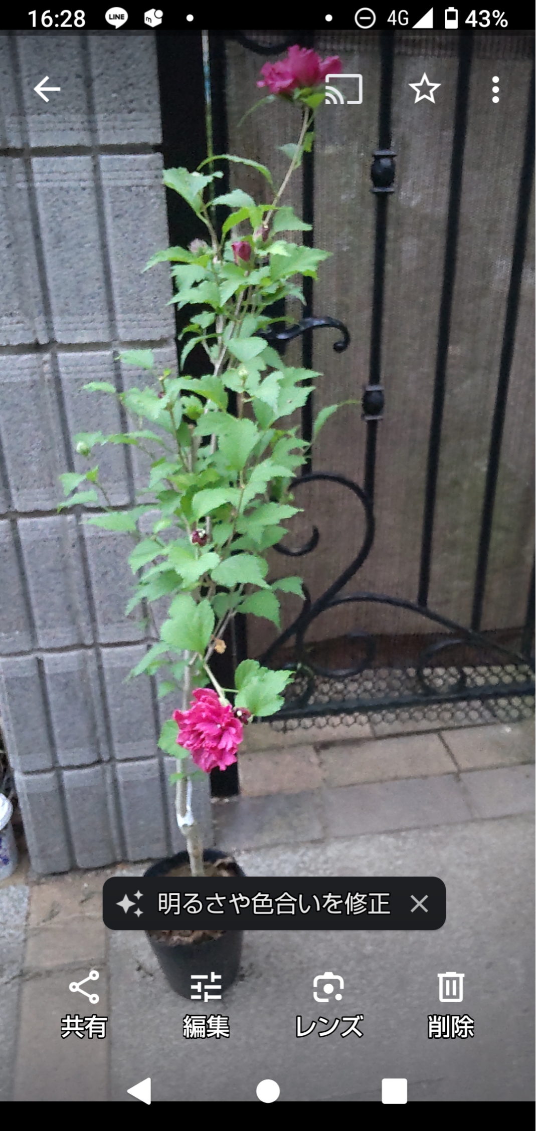 槿ムクゲ【フレンチキャバレー ・レッド】庭が一気に華やぐ 1m の大苗 貴婦人のドレスのようなダークレッド