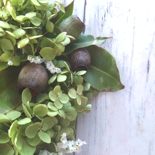 グリーンアナベルのリース ドライフラワー ドライフラワー atelier  