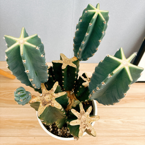 サボテンさん専用 （柱サボテン | 観葉植物の通販ならHitoHana