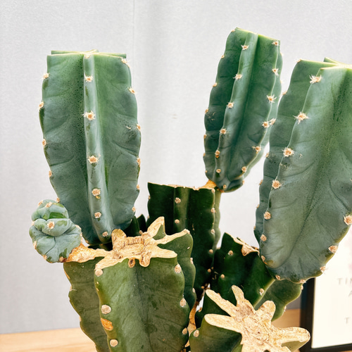 多肉植物 アガベ 3種+鬼面角x2セット 柱サボテン 6号サイズ 鬼面角 多肉植物 ドライガーデン ミニ