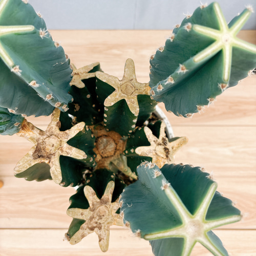 棘.PLANTS Zygopetalinae – Manu's Orchids