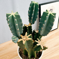 現品］31番 柱サボテン 鬼面角 ブランチ 8号 観葉植物 室内 棘無し
