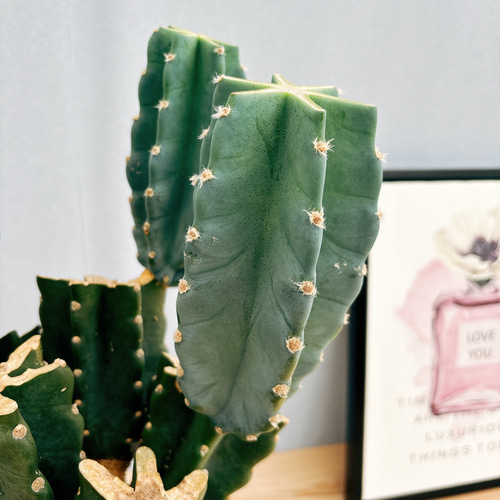 越冬済み　柱サボテン 鬼面角　8頭発根　サボテンブランチ　メキシカン　チカーノ 越冬済み 柱サボテン 鬼面角 8頭発根 サボテンブランチ