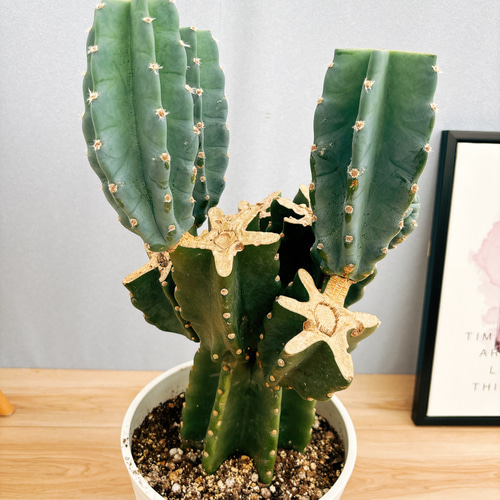 柱サボテン 鬼面角 錦 斑入り ドライガーデン