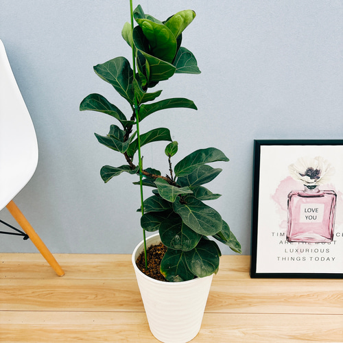 現品］カシワバゴムノキ フィカス リラータ バンビーノ 曲がり 8号