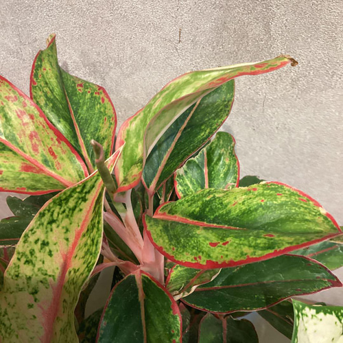 現品❣希少❣アグラオネマ❤9号寄せ植え鉢 多肉植物 Garden_couleur