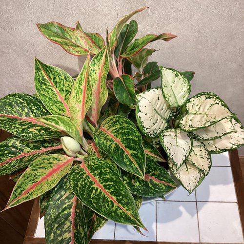 現品❣希少❣アグラオネマ❤9号寄せ植え鉢 多肉植物 Garden_couleur