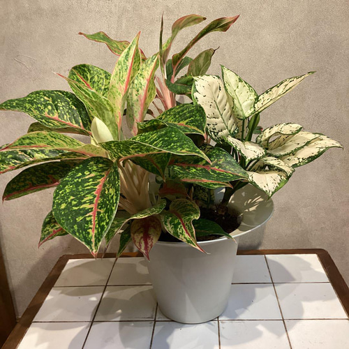 現品❣希少❣アグラオネマ❤9号寄せ植え鉢 多肉植物