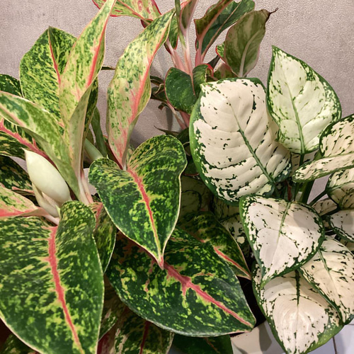 現品❣希少❣アグラオネマ❤9号寄せ植え鉢 多肉植物