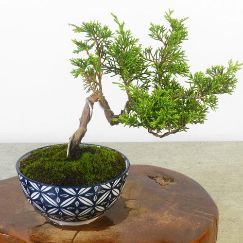 【小品　真柏盆栽】　　　　　　⭕気品の一品❗ 小品 真柏盆栽】 ⭕気品の一品❗ 真 柏 【 23 B ― 05 】 - 小品