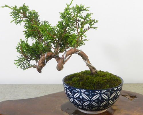 ☆ENGEI ichioki☆真柏・小品盆栽・07◇形良好・成長楽しみな