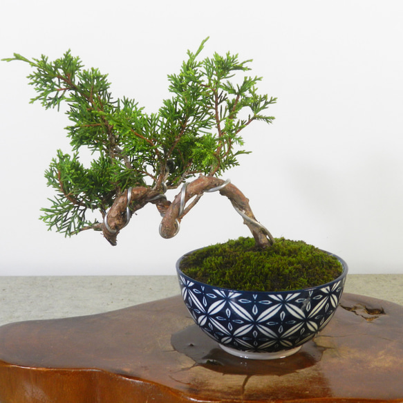 ☆ENGEI ichioki☆真柏・小品盆栽・07◇形良好・成長楽しみな