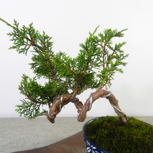 ☆ENGEI ichioki☆真柏・小品盆栽・07◇形良好・成長楽しみな一品です