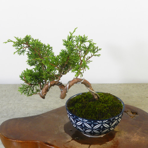 ☆ENGEI ichioki☆真柏・小品盆栽・07◇形良好・成長楽しみな