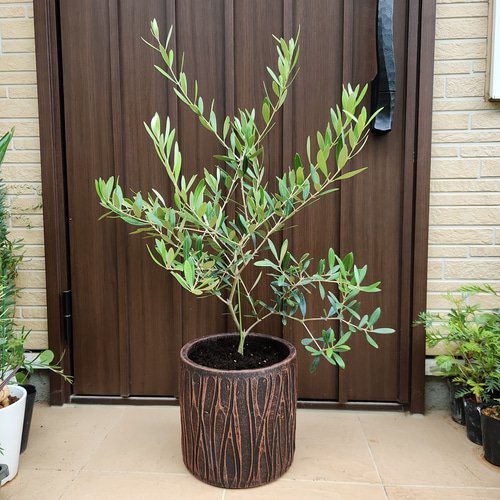 オリーブ　ネバディロブランコ　テラコッタ鉢植え　苗　苗木　ウェルカムツリー オリーブの木 ネバディロブランコ テラコッタ鉢植え 苗 シンボル