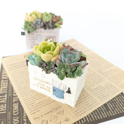 多肉植物♡届いたその日から飾れる寄せ植え♡エケベリア&セダム♡ 多肉