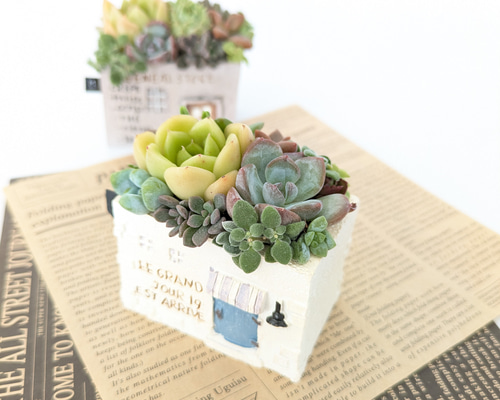 多肉植物♡届いたその日から飾れる寄せ植え♡エケベリア&セダム♡ 多肉