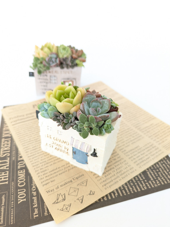 多肉植物♡届いたその日から飾れる寄せ植え♡エケベリア&セダム♡ 多肉