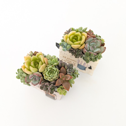 多肉植物 寄せ植え エケベリア・セダム IMG_2977.jpg