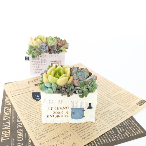 多肉植物 寄せ植え エケベリア・セダム My Gardenのセダム達 梅雨入りした途端に警報級の雨☔ 雨が長く