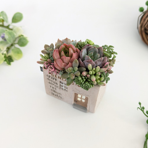 多肉植物 観葉植物 エケベリア セダム セット セット 寄せ植えに 多肉