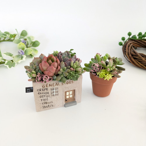多肉植物 寄せ植え エケベリア・セダム 多肉植物♡届いたその日から飾れる寄せ植え♡エケベリア&セダム♡ 多肉