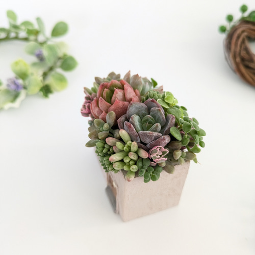 多肉植物♡届いたその日から飾れる寄せ植え♡エケベリア&セダム♡ 多肉