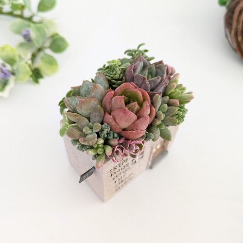 多肉植物 寄せ植え エケベリア・セダム 多肉植物♡届いたその日から飾れる寄せ植え♡エケベリア&セダム♡ 多肉